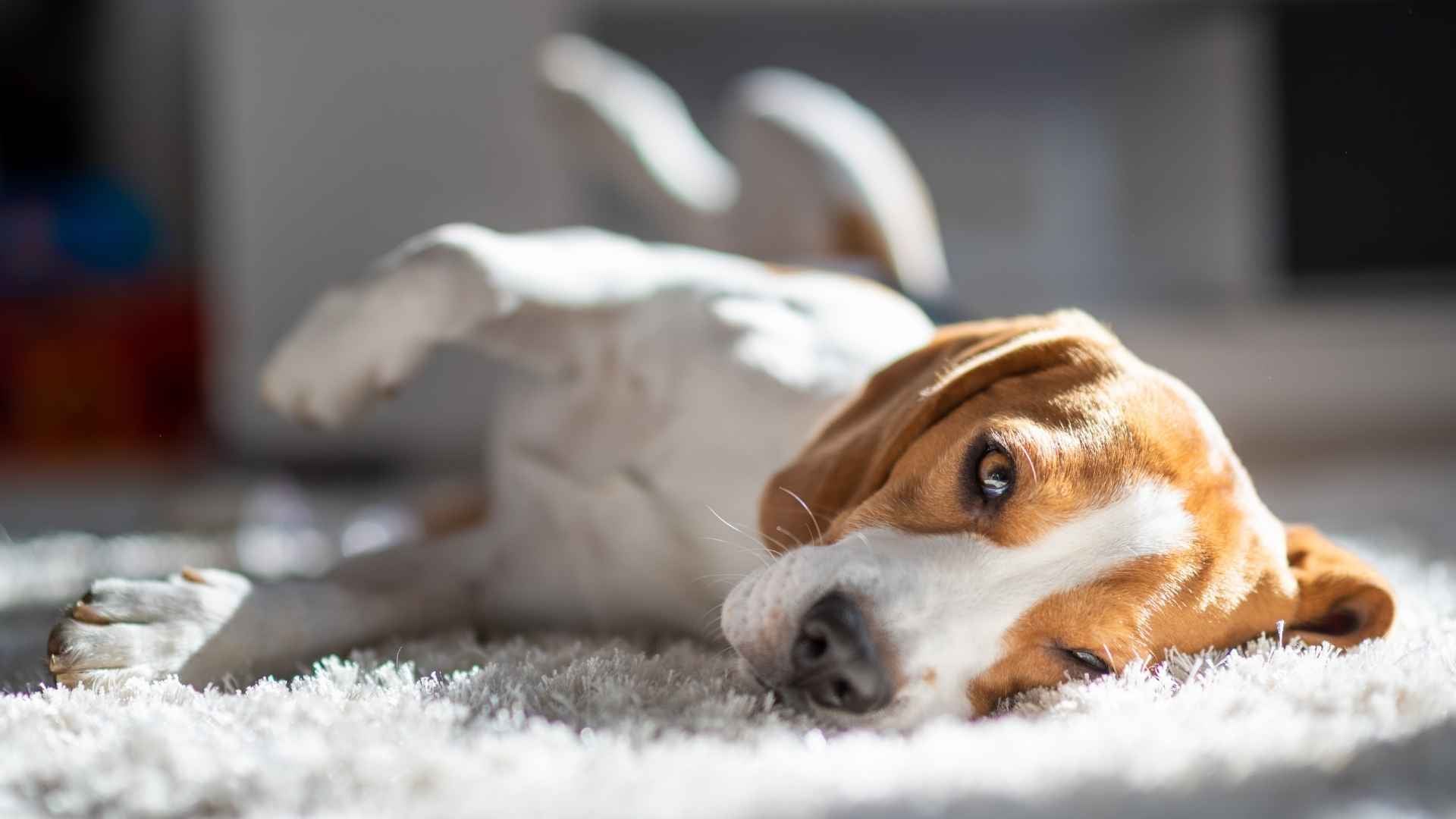 Anemia en perros